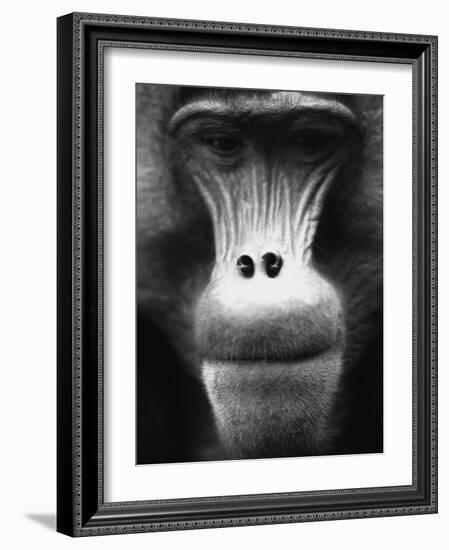 Ape Face-Henry Horenstein-Framed Photographic Print