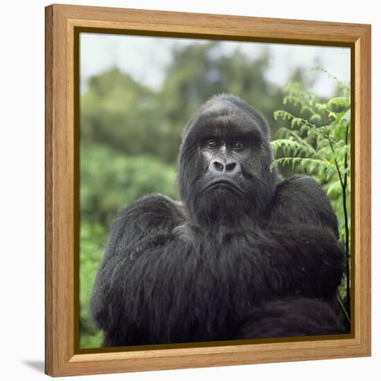 Ape: Mountain Gorilla Silverback Male-Adrian Warren-Framed Premier Image Canvas