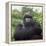 Ape: Mountain Gorilla Silverback Male-Adrian Warren-Framed Premier Image Canvas