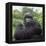 Ape: Mountain Gorilla Silverback Male-Adrian Warren-Framed Premier Image Canvas