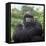 Ape: Mountain Gorilla Silverback Male-Adrian Warren-Framed Premier Image Canvas