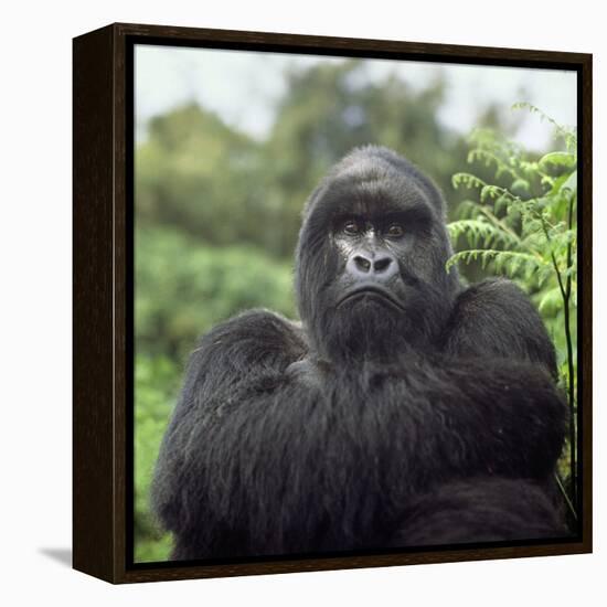 Ape: Mountain Gorilla Silverback Male-Adrian Warren-Framed Premier Image Canvas