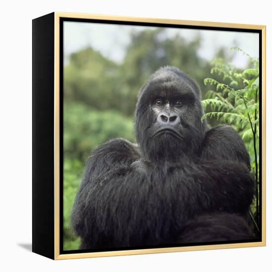 Ape: Mountain Gorilla Silverback Male-Adrian Warren-Framed Premier Image Canvas
