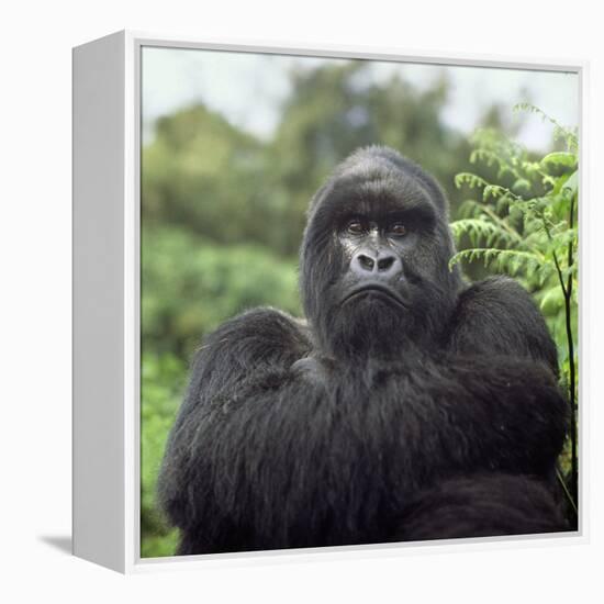 Ape: Mountain Gorilla Silverback Male-Adrian Warren-Framed Premier Image Canvas