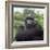 Ape: Mountain Gorilla Silverback Male-Adrian Warren-Framed Photographic Print