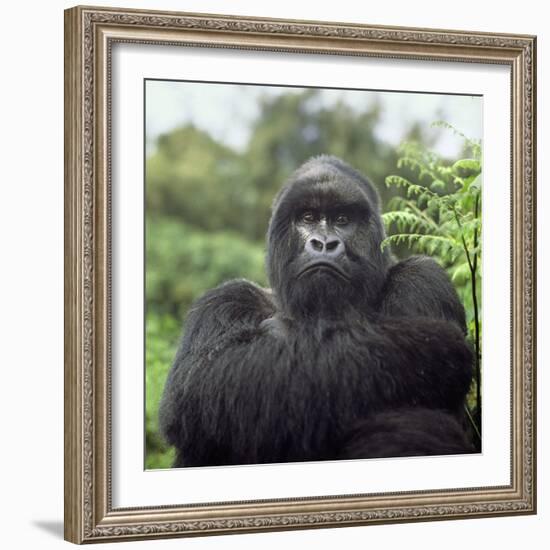 Ape: Mountain Gorilla Silverback Male-Adrian Warren-Framed Photographic Print