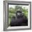 Ape: Mountain Gorilla Silverback Male-Adrian Warren-Framed Photographic Print