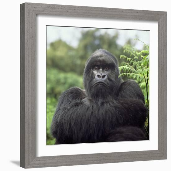 Ape: Mountain Gorilla Silverback Male-Adrian Warren-Framed Photographic Print