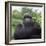 Ape: Mountain Gorilla Silverback Male-Adrian Warren-Framed Photographic Print