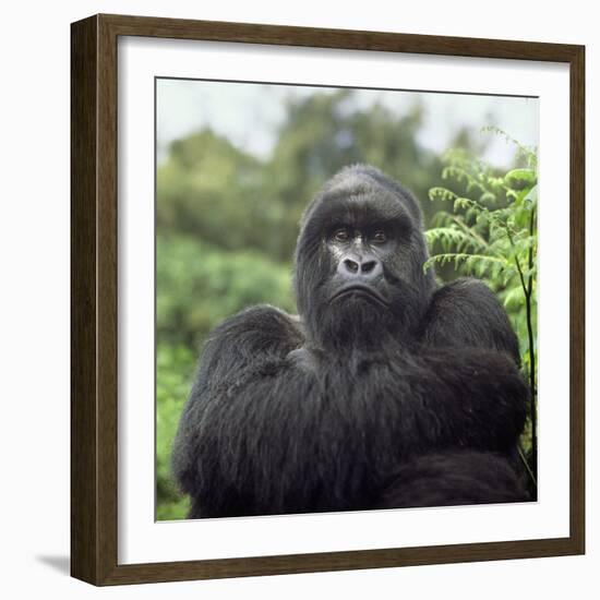 Ape: Mountain Gorilla Silverback Male-Adrian Warren-Framed Photographic Print