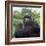 Ape: Mountain Gorilla Silverback Male-Adrian Warren-Framed Photographic Print