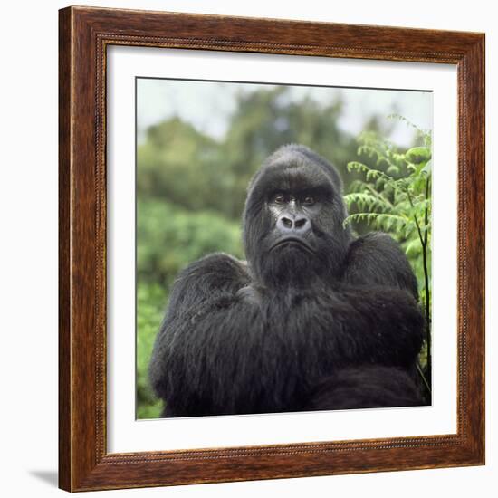 Ape: Mountain Gorilla Silverback Male-Adrian Warren-Framed Photographic Print