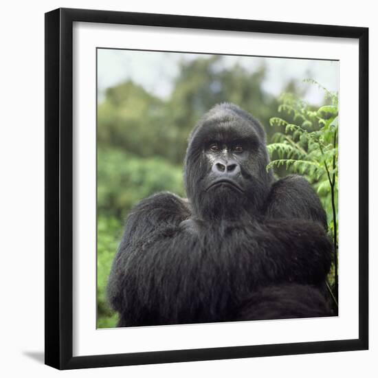 Ape: Mountain Gorilla Silverback Male-Adrian Warren-Framed Photographic Print