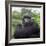 Ape: Mountain Gorilla Silverback Male-Adrian Warren-Framed Photographic Print