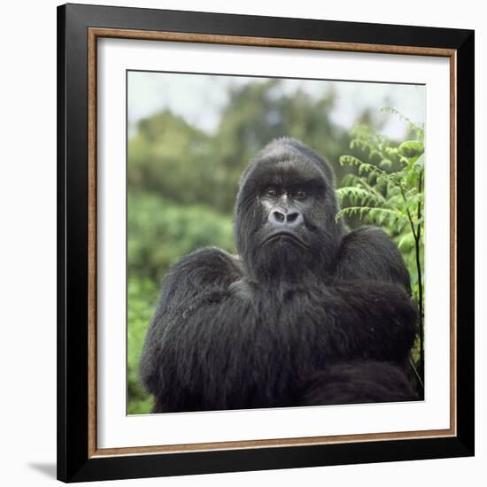 Ape: Mountain Gorilla Silverback Male-Adrian Warren-Framed Photographic Print