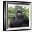 Ape: Mountain Gorilla Silverback Male-Adrian Warren-Framed Photographic Print