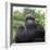 Ape: Mountain Gorilla Silverback Male-Adrian Warren-Framed Photographic Print