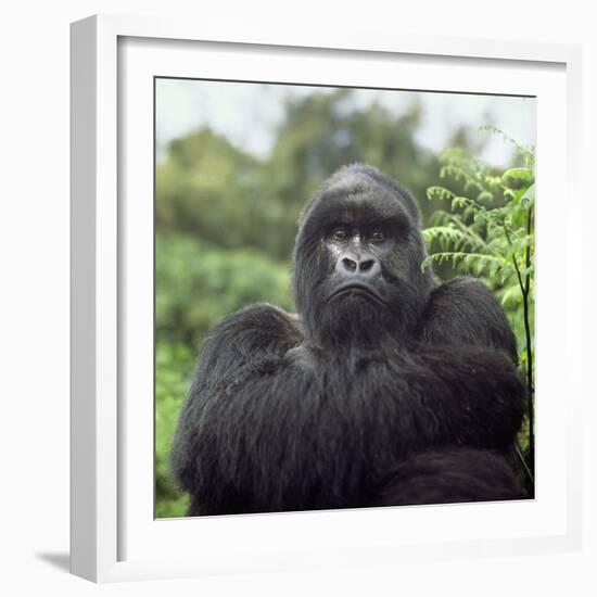 Ape: Mountain Gorilla Silverback Male-Adrian Warren-Framed Photographic Print