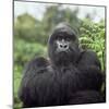 Ape: Mountain Gorilla Silverback Male-Adrian Warren-Mounted Photographic Print