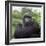 Ape: Mountain Gorilla Silverback Male-Adrian Warren-Framed Photographic Print