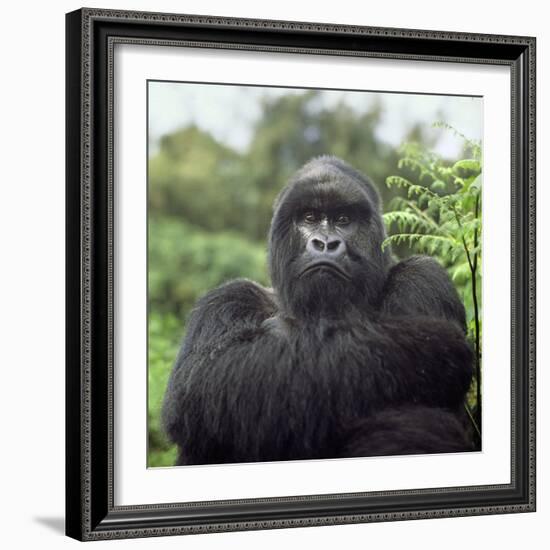 Ape: Mountain Gorilla Silverback Male-Adrian Warren-Framed Photographic Print