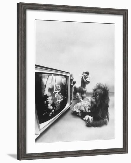 Ape Participating in a Study of Aoe Addiction to TV-Yale Joel-Framed Photographic Print