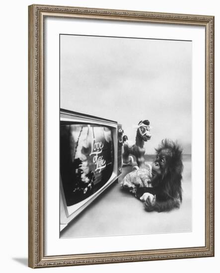 Ape Participating in a Study of Aoe Addiction to TV-Yale Joel-Framed Photographic Print