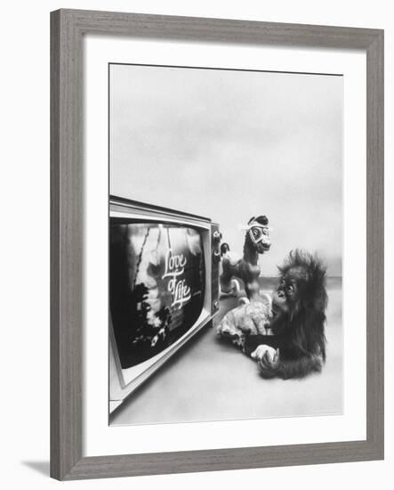 Ape Participating in a Study of Aoe Addiction to TV-Yale Joel-Framed Photographic Print