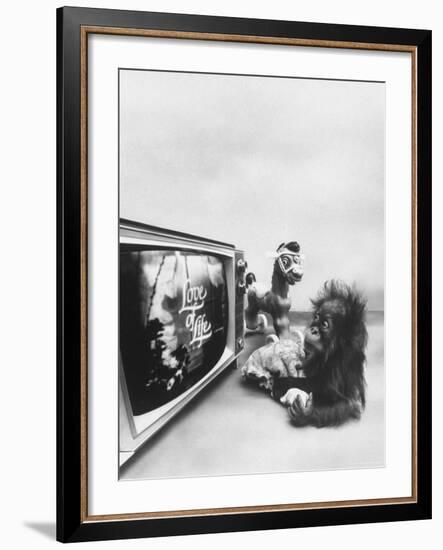 Ape Participating in a Study of Aoe Addiction to TV-Yale Joel-Framed Photographic Print