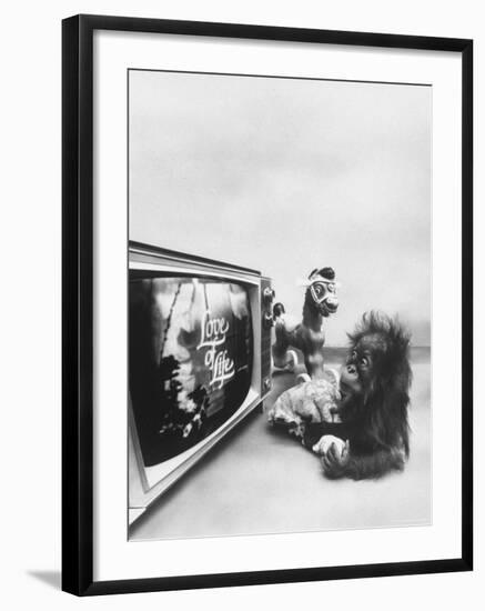 Ape Participating in a Study of Aoe Addiction to TV-Yale Joel-Framed Photographic Print