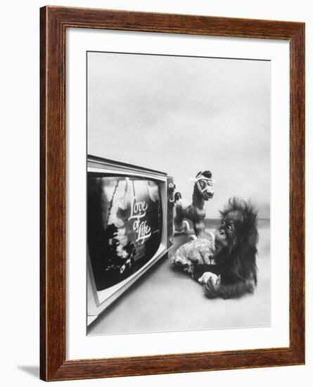Ape Participating in a Study of Aoe Addiction to TV-Yale Joel-Framed Photographic Print