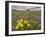 Apennine treacle mustard and Greater milkwort, Italy-Paul Harcourt Davies-Framed Photographic Print