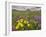 Apennine treacle mustard and Greater milkwort, Italy-Paul Harcourt Davies-Framed Photographic Print