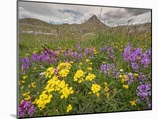 Apennine treacle mustard and Greater milkwort, Italy-Paul Harcourt Davies-Mounted Photographic Print
