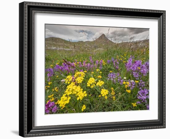 Apennine treacle mustard and Greater milkwort, Italy-Paul Harcourt Davies-Framed Photographic Print