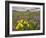 Apennine treacle mustard and Greater milkwort, Italy-Paul Harcourt Davies-Framed Photographic Print