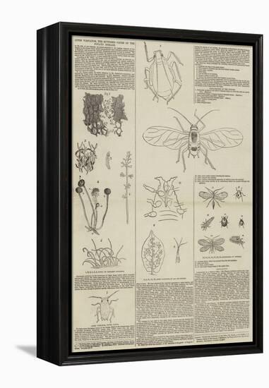 Aphis Vastator, the Supposed Cause of the Potato Disease-null-Framed Premier Image Canvas