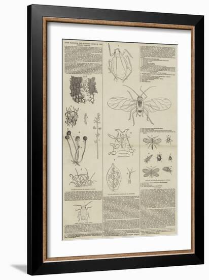 Aphis Vastator, the Supposed Cause of the Potato Disease-null-Framed Giclee Print