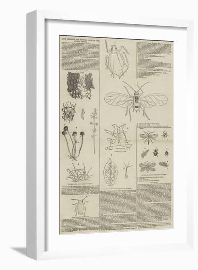 Aphis Vastator, the Supposed Cause of the Potato Disease-null-Framed Giclee Print