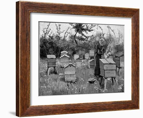 Apiary of Wooden Hives, Lismore, Ireland, 1890-null-Framed Giclee Print