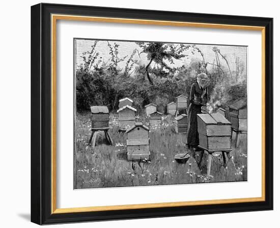 Apiary of Wooden Hives, Lismore, Ireland, 1890-null-Framed Giclee Print