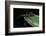 Apiomerus Geniculatus (Assassin Bug)-Paul Starosta-Framed Photographic Print