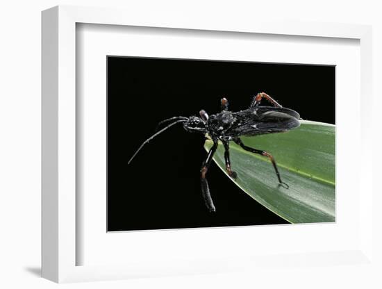 Apiomerus Geniculatus (Assassin Bug)-Paul Starosta-Framed Photographic Print