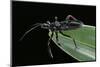Apiomerus Geniculatus (Assassin Bug)-Paul Starosta-Mounted Photographic Print