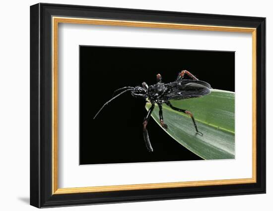 Apiomerus Geniculatus (Assassin Bug)-Paul Starosta-Framed Photographic Print