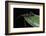 Apiomerus Geniculatus (Assassin Bug)-Paul Starosta-Framed Photographic Print