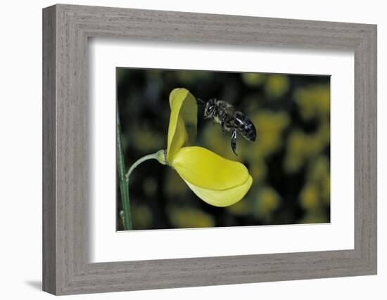 Apis Mellifera (Honey Bee) - Foraging and Approaching a Broom Flower-Paul Starosta-Framed Photographic Print