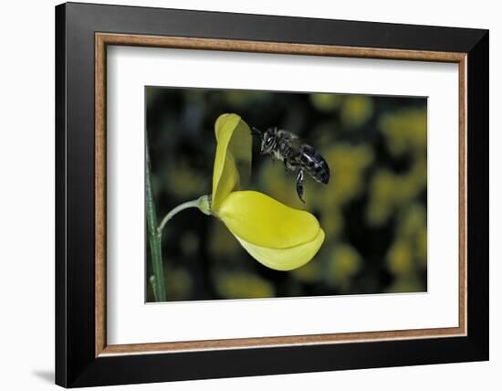 Apis Mellifera (Honey Bee) - Foraging and Approaching a Broom Flower-Paul Starosta-Framed Photographic Print