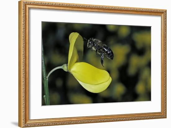 Apis Mellifera (Honey Bee) - Foraging and Approaching a Broom Flower-Paul Starosta-Framed Photographic Print