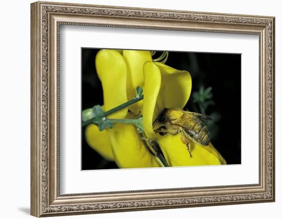 Apis Mellifera (Honey Bee) - Foraging and Covered with Pollen on Broom Flower-Paul Starosta-Framed Photographic Print